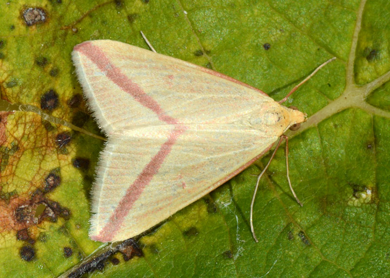 Geometridae Rhodometra sacraria
